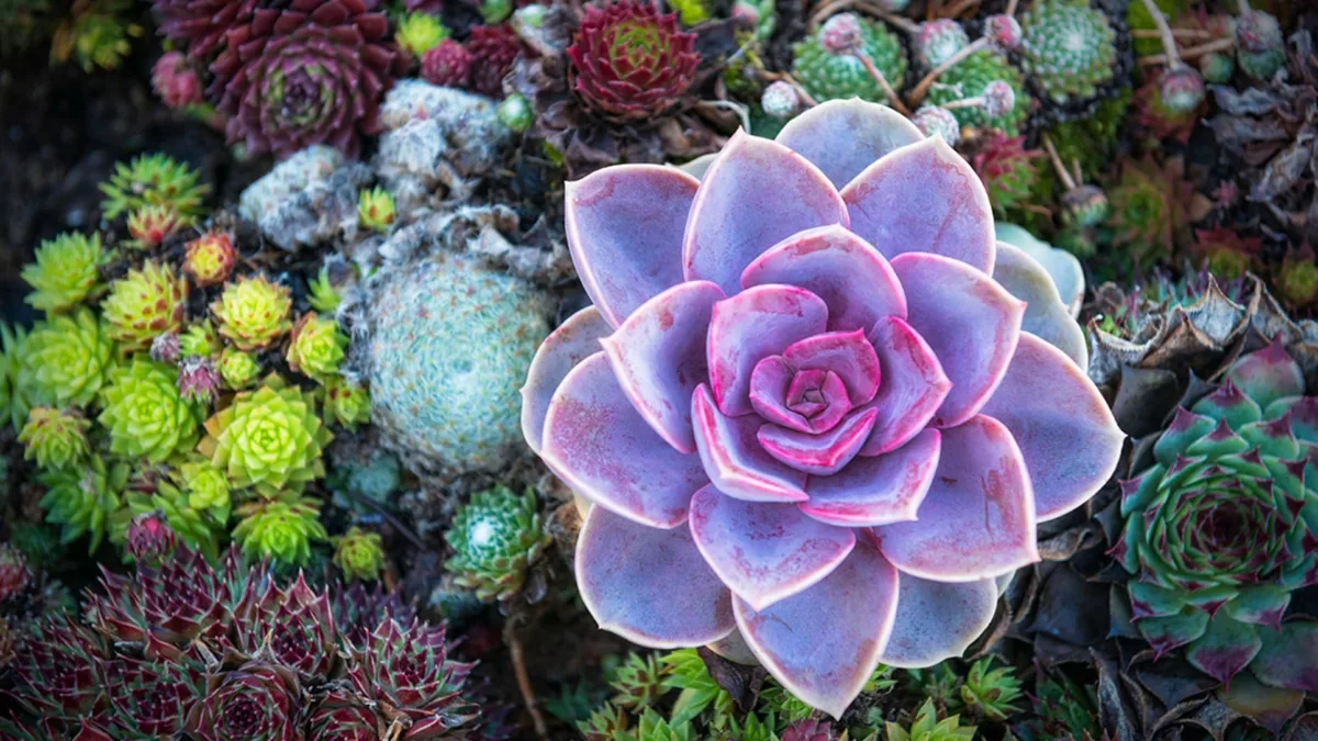 Por qué se me mueren las plantas suculentas en tu hogar: tres errores comunes y cómo solucionarlos rápido
