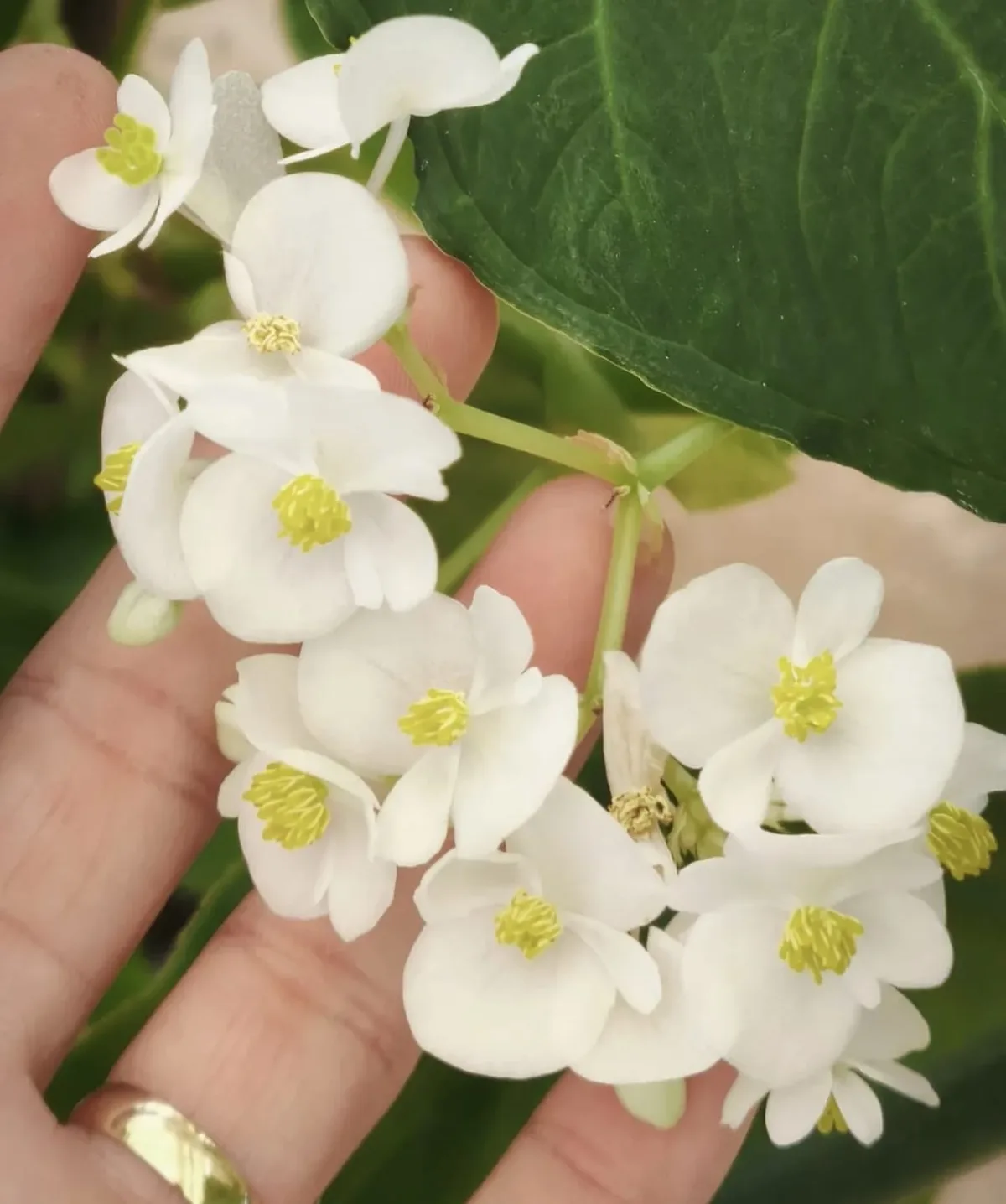 Flor comestível? Conheça Plantas Alimentícias Não Convencionais encontradas em RO