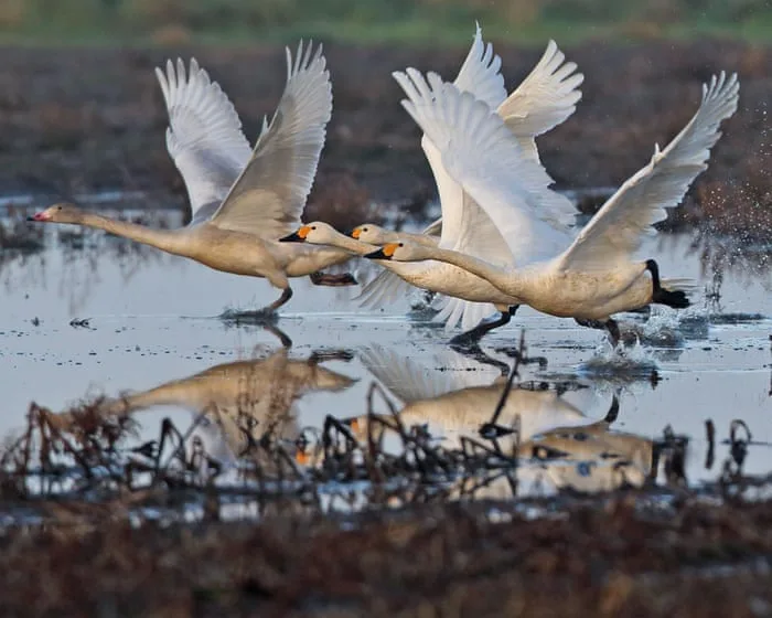 Exhausted by optimisation, I’m seeking solace in the past. As Sibelius’s swans soar skywards, so do my spirits | Joseph Earp