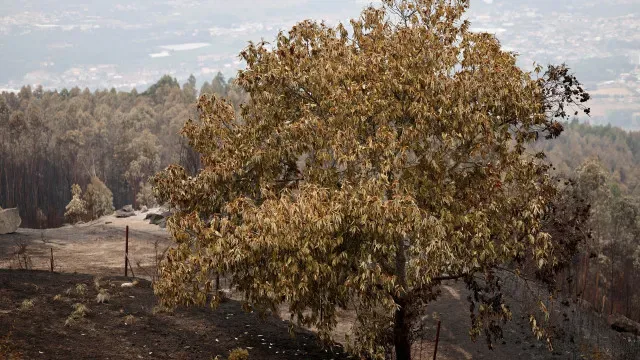 Fogo em Abrantes controlado: "Já cedeu aos meios"