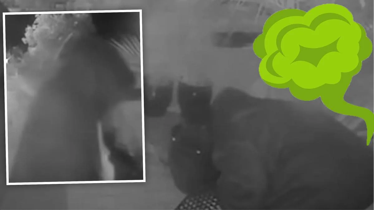 Pot plant thief caught on camera letting rip during Mandurah raid in bizarre security footage