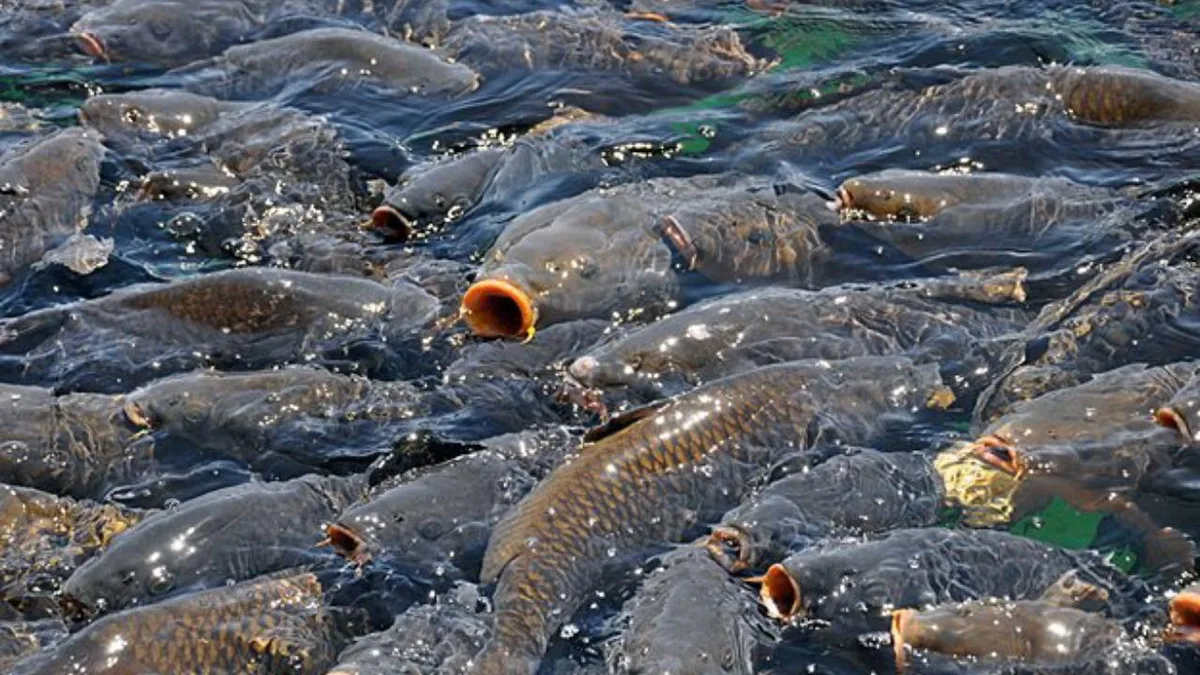 Invasive carp make up 90% of fish killed in Mississippi River