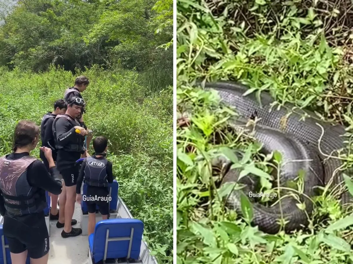 Sucuri de oito metros surpreende crianças durante rara aparição em rio cristalino de Bonito; veja vídeo