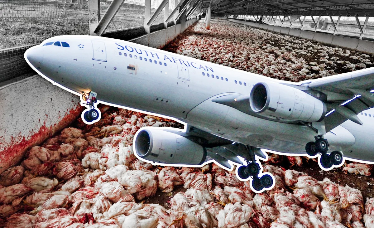 LINK DENIED: SAA says CEO suspension unrelated to DA’s latest Daybreak Foods findings
