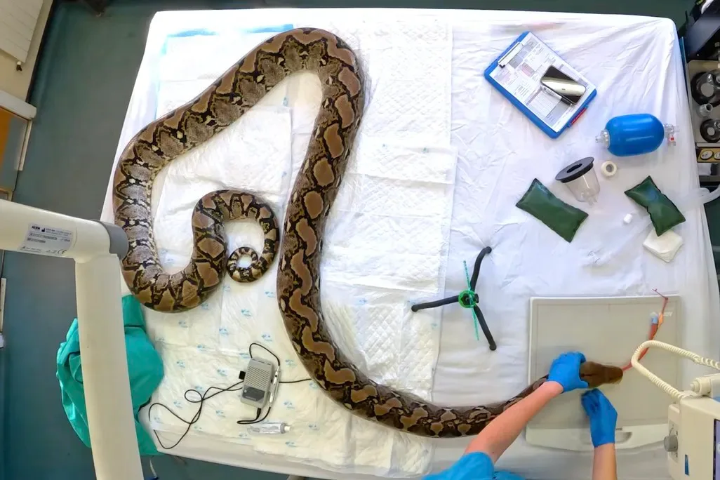 Esta cobra foi a 1ª no mundo a ser tratada (e curada) com eletroquimioterapia