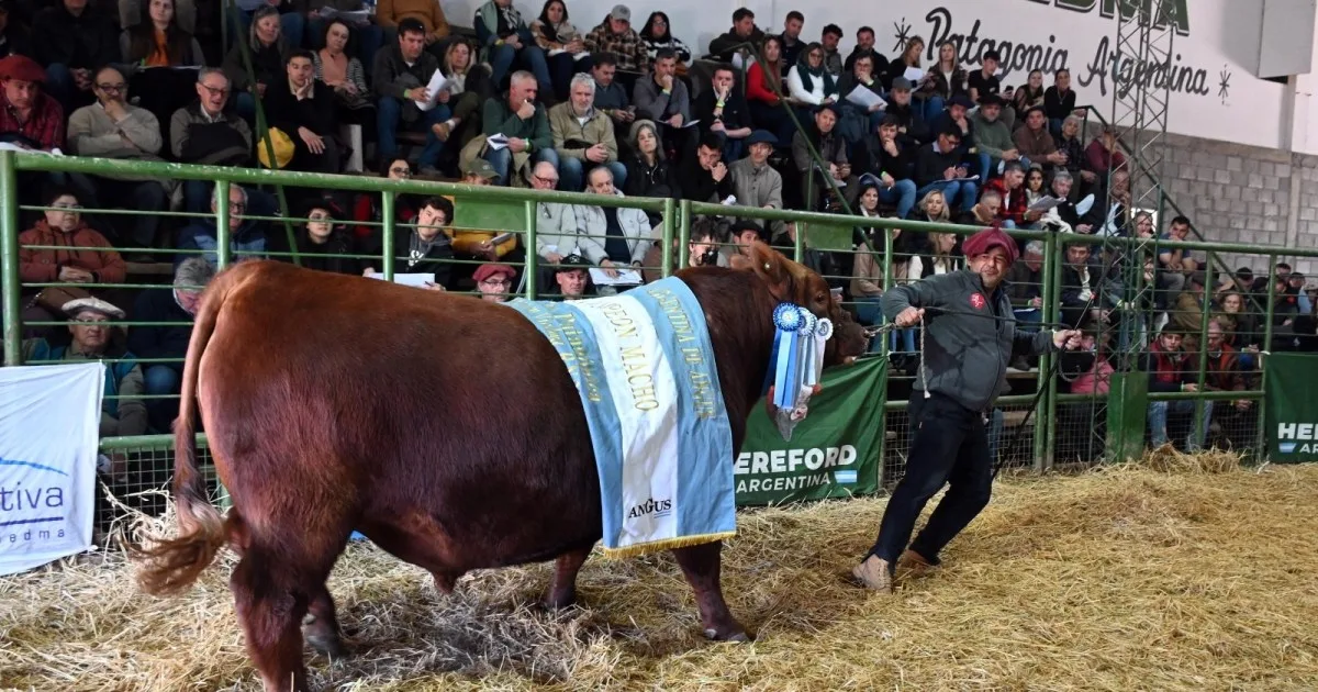 Las ventas de reproductores en la 30° Exposición Rural de Viedma superaron los $1.200 millones