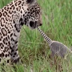 Após treino com capivara, Mocoha é visto caçando tatu