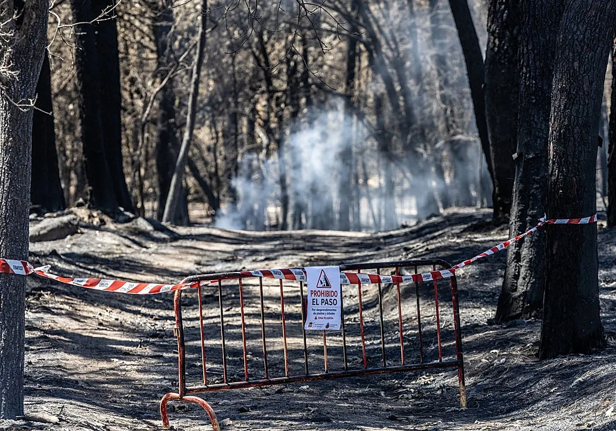«Aunque se haya quemado el traje verde, saldrá otro verde y bonito»