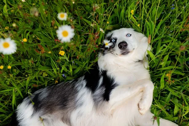Plants every child and dog should avoid as parents told 'don't' - full list