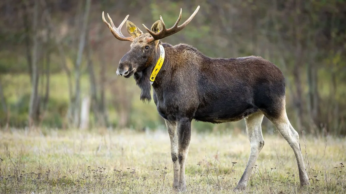 Wildtierforschung: Deutschlands wohl bekanntester Elch Bert wird kein Präparat