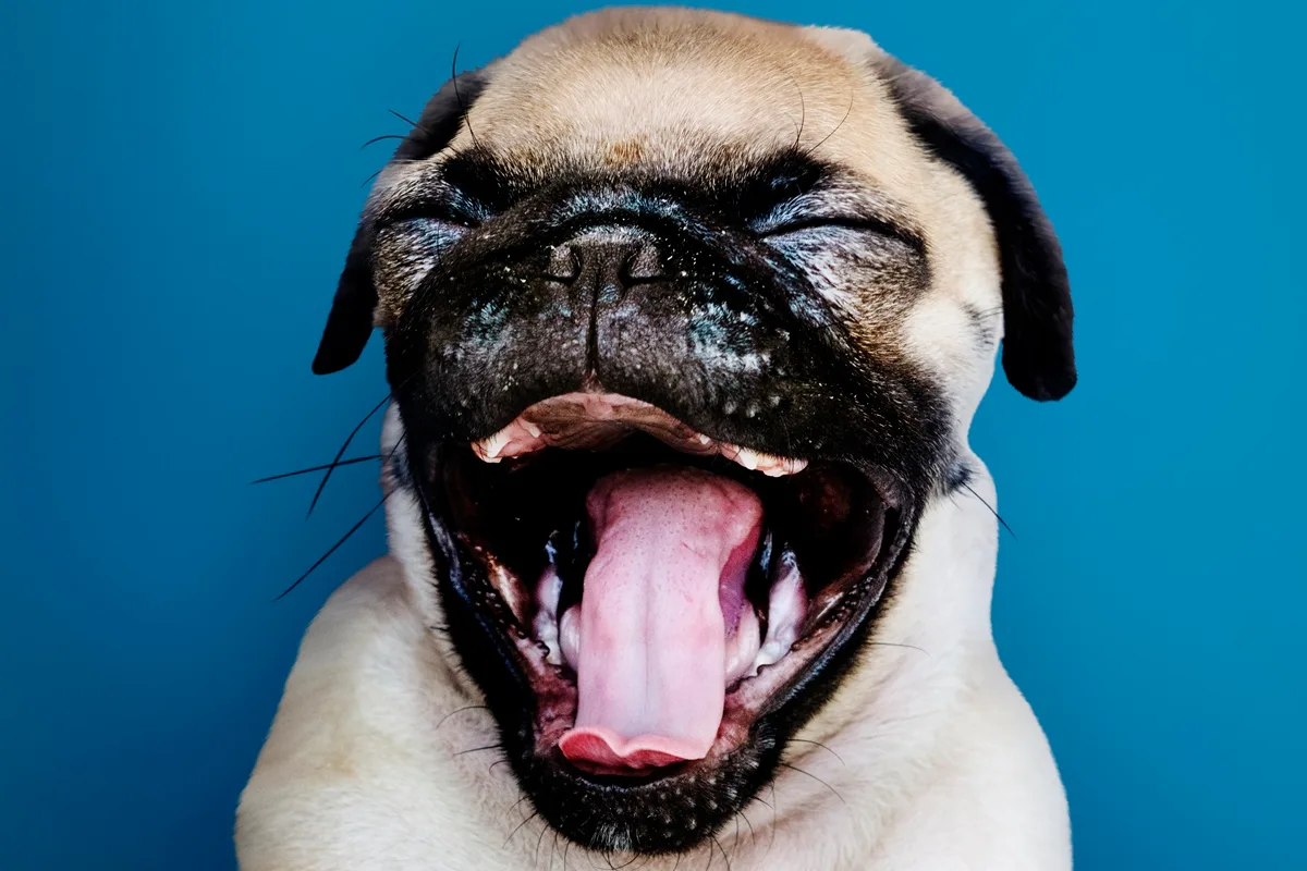 Seu cachorro pisca os olhos para se comunicar com você, sugere estudo