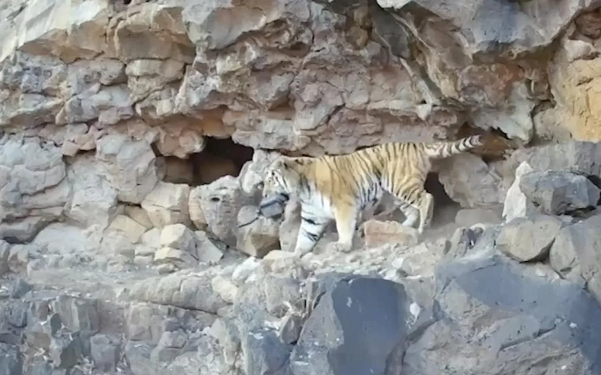 Амурский тигр украл технику у немецкого фотографа в Приморье. Видео