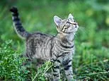 You're taking care of your cat wrong! Scientists claim you SHOULD let your pet roam outside - because it makes them less destructive