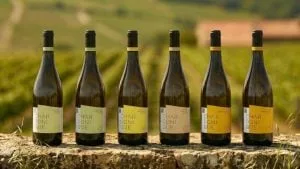 A startup que construiu uma empresa inteira em torno da uva Chardonnay