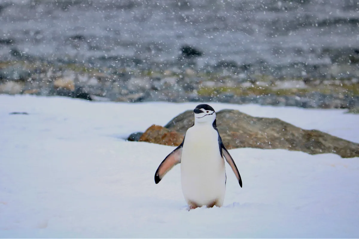 Maior colônia de pinguins do mundo perde 63% dos casais de uma espécie