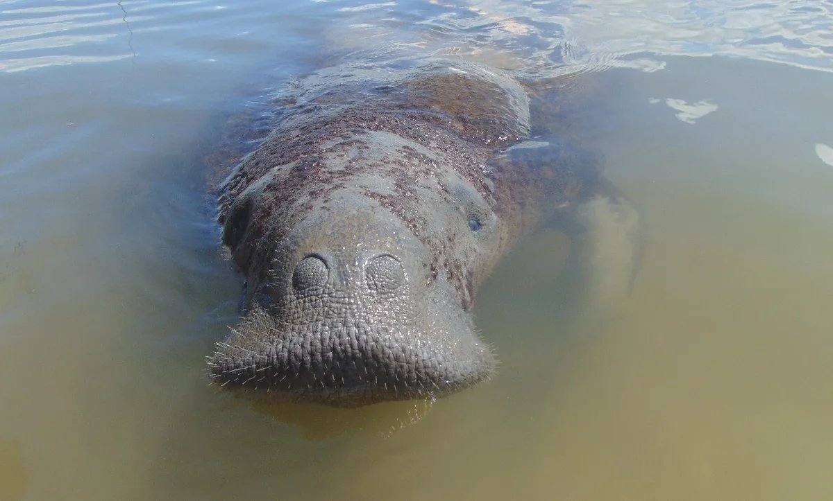 Justiça Federal determina medidas para proteção do peixe-boi Astro