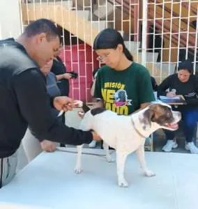 Más de 7.000 mascotas inmunizadas en Trujillo con Plan Antirrábico