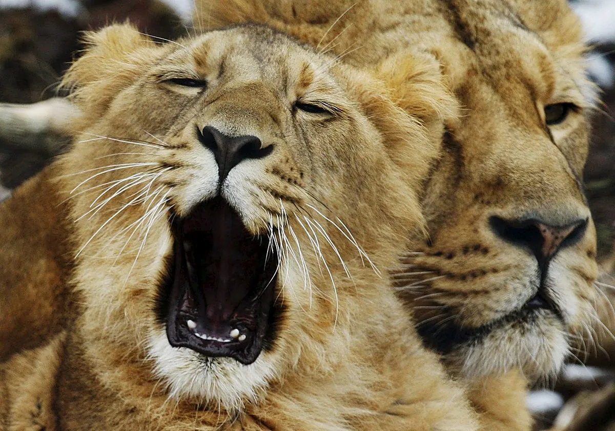 El presunto avistamiento de un león pone en alerta a los pueblos toledanos de la Sierra de San Vicente