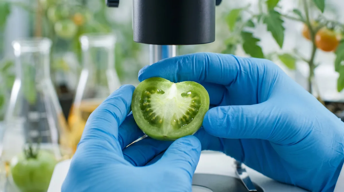 Crean un mapa genético del tomate silvestre que muestra dónde se podría buscar el sabor perdido