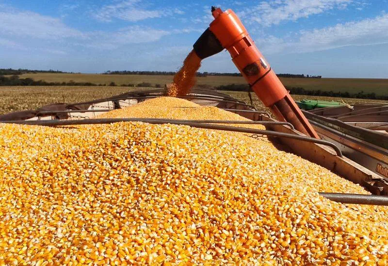 Milho ganha novo mercado em MS com avanço das usinas de etanol