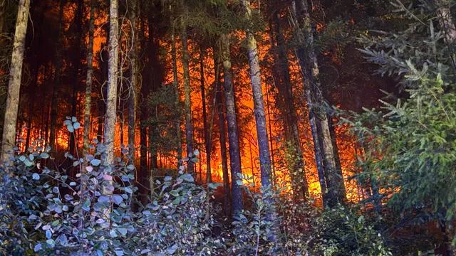 Kampf gegen Waldbrände: Nicht nur NRW: Wo in Deutschland brennt es?