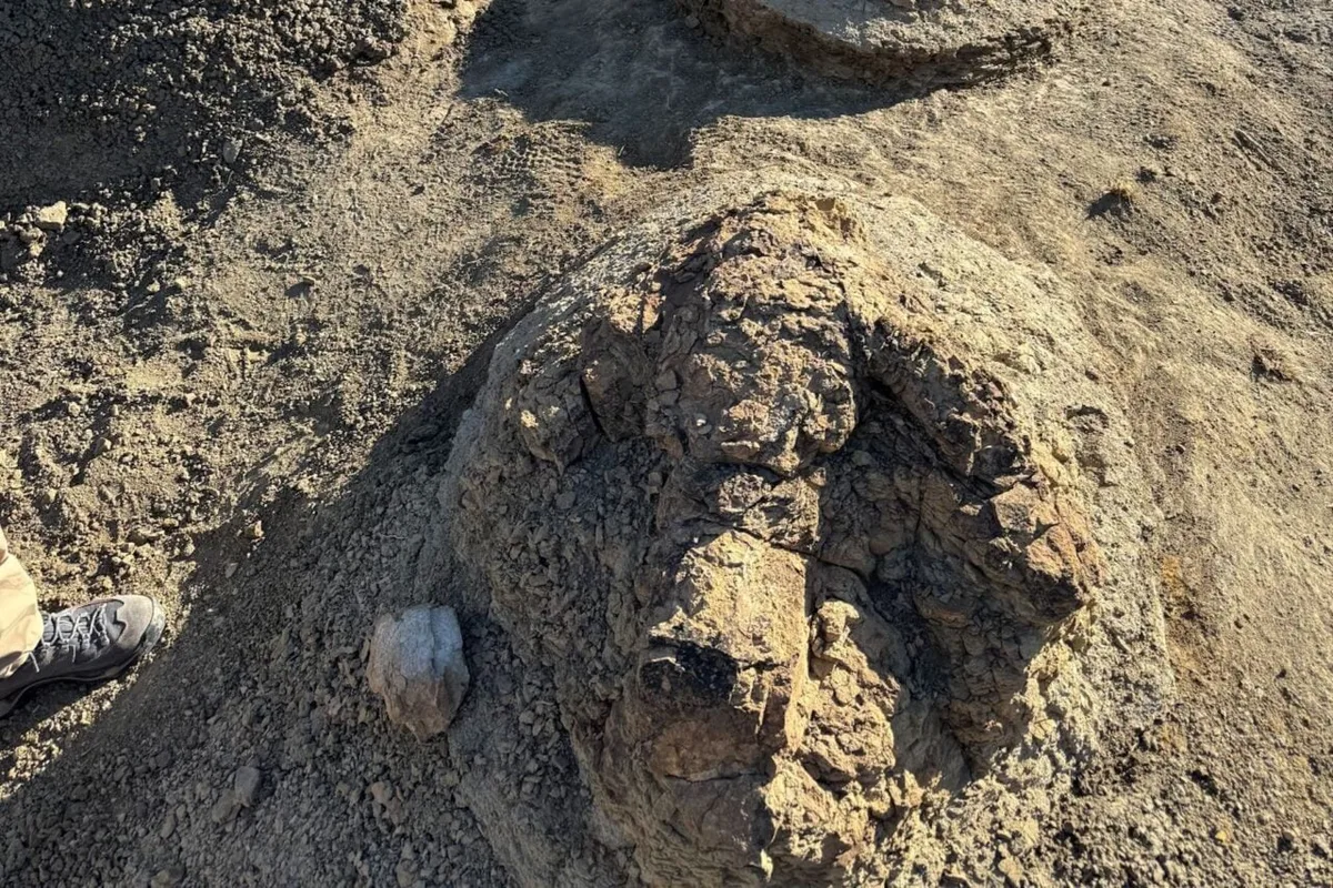 Massive Footprints Found in North Dakota Reveal How T. Rex Walked