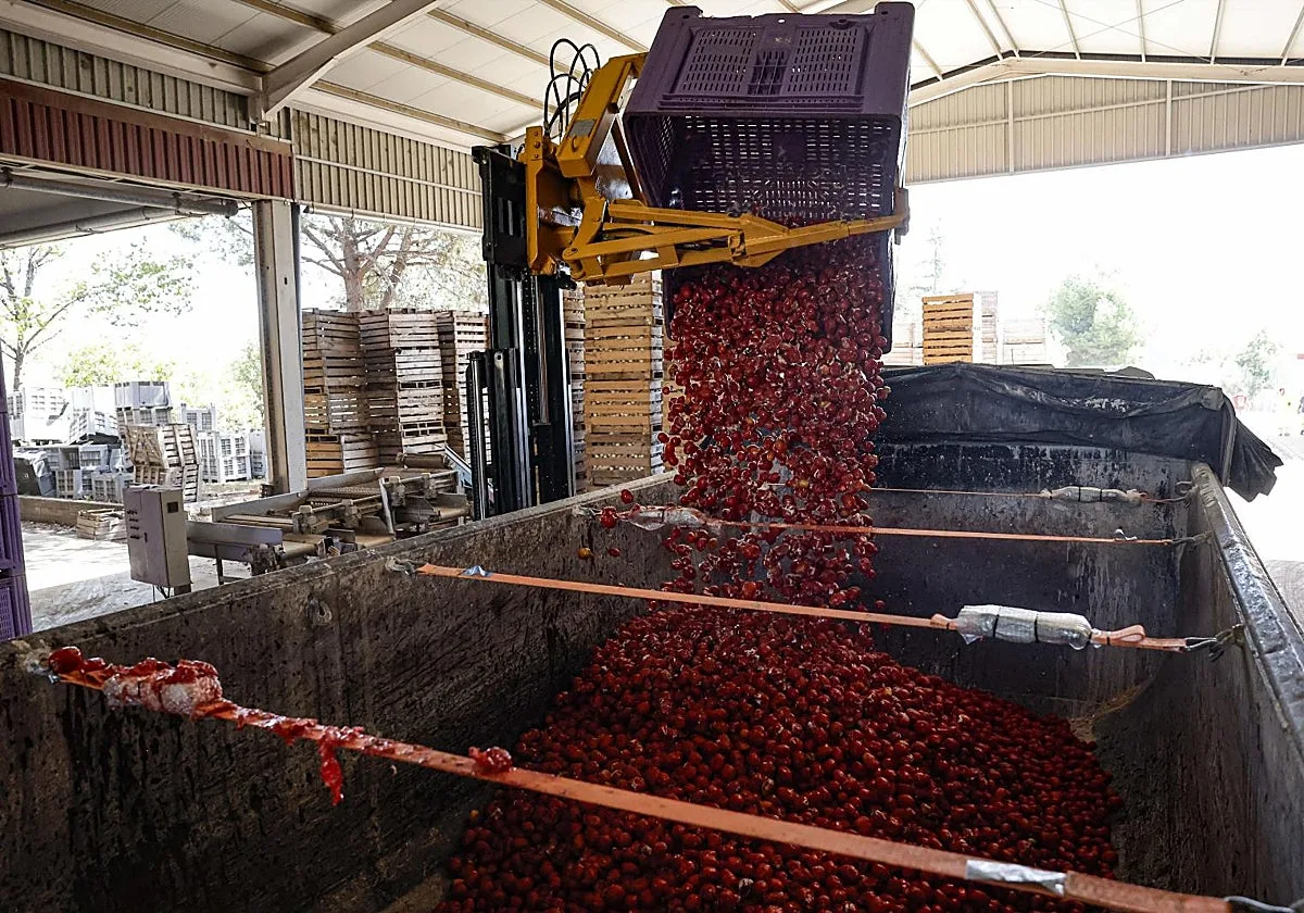 Cuál es el origen de los tomates que se lanzan en la Tomatina de Buñol: «No son aptos para el consumo»
