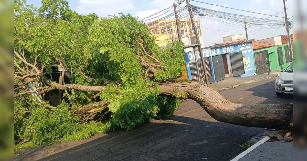 Temporal derrubou mais de 100 árvores em Apucarana, diz Defesa Civil