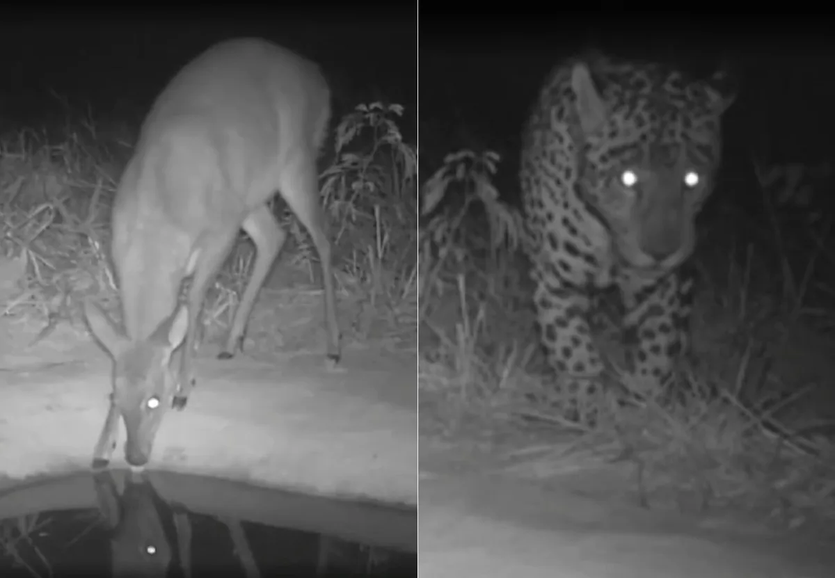 Big Brother do Cerrado? Bebedouros com câmeras ajudam pesquisadores a entender hábitos de animais silvestres