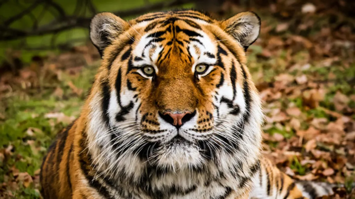 Wildlife park to reopen after man fatally attacked by tiger