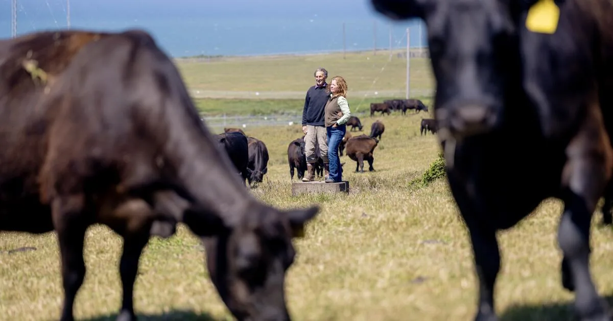 Inside the bitter war over cows and wilderness at Point Reyes