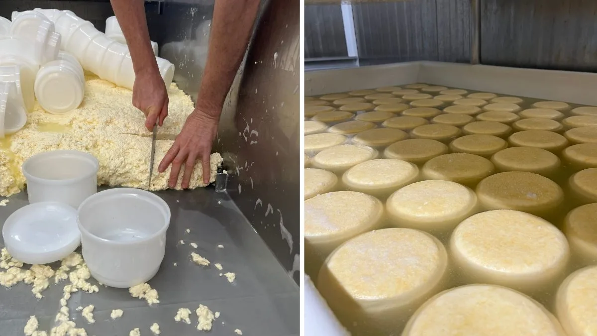 Há 30 anos no setor, família inova e transforma produção de queijo artesanal em experiência turística em SC