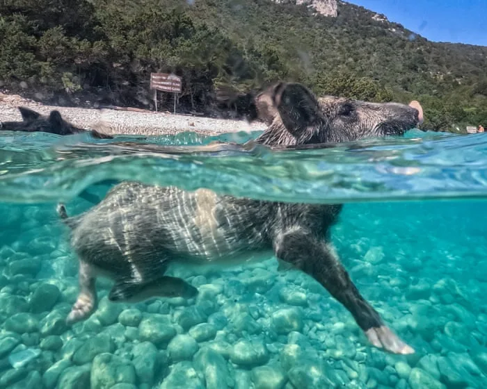 Week in wildlife: swimming pigs, circling sharks and a fox on the cricket pitch