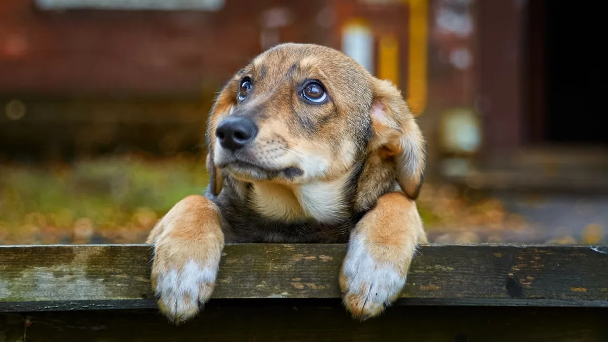 Traurigkeit erkennen - So verändert sich ein Hund, wenn ihm jemand fehlt