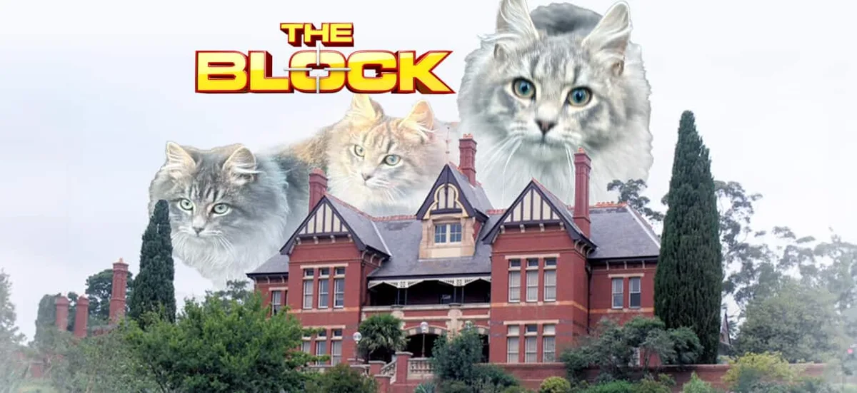 The Block's contentious new build site has a feral cat problem
