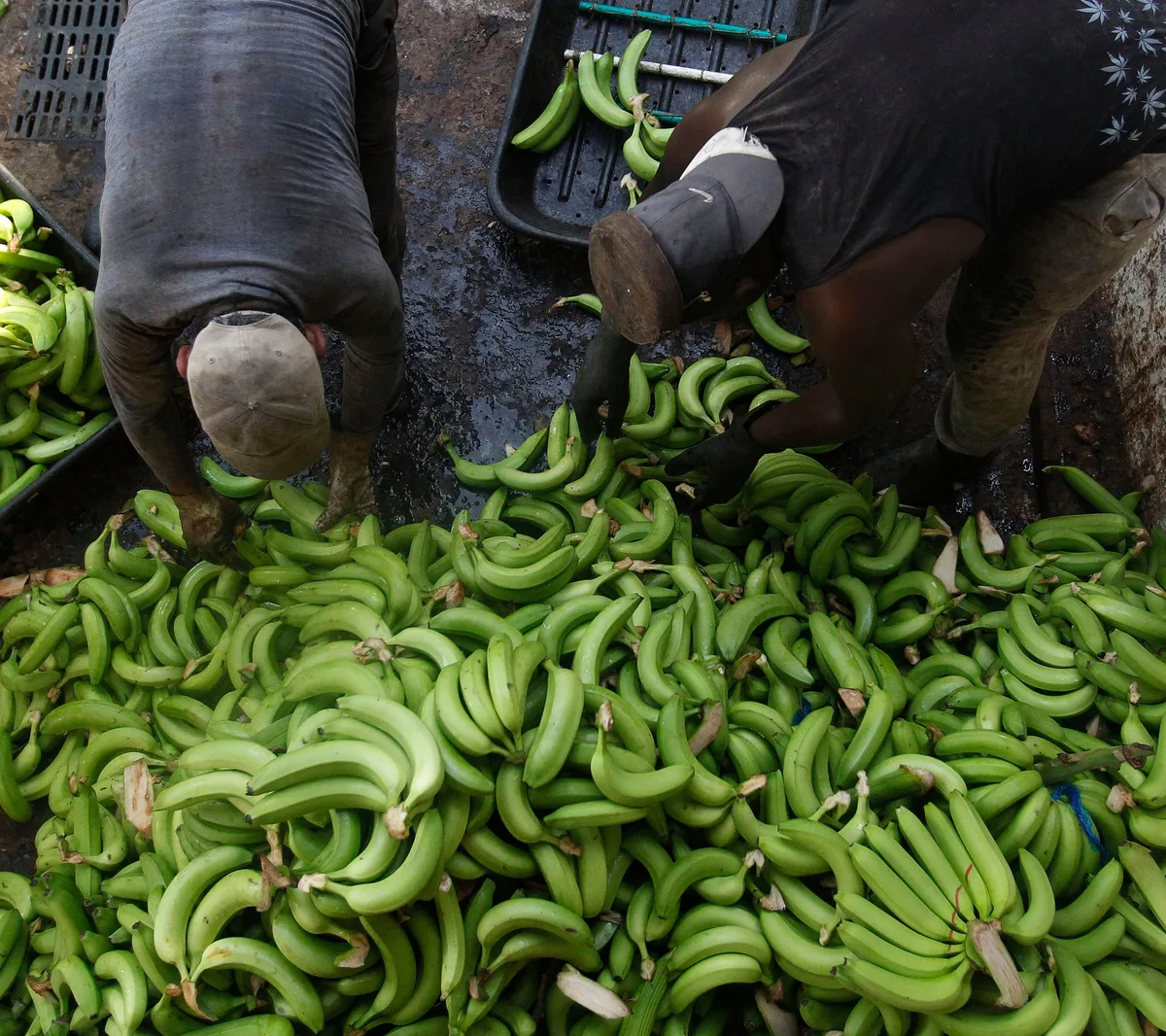 Amenaza armada en fincas de la Zona Bananera: Critican al presidente de la asociación del sector por recrear el hecho con una imagen de IA para sus redes sociales