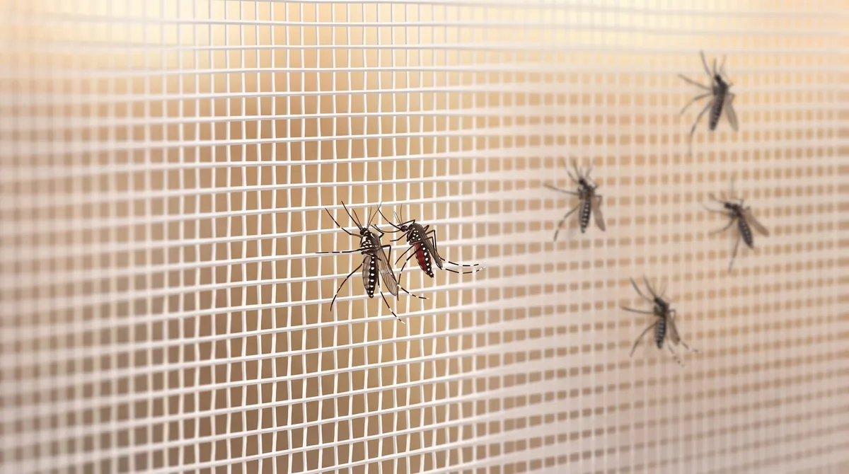 República Dominicana: Casos confirmados de dengue suman 396 en lo que va del año