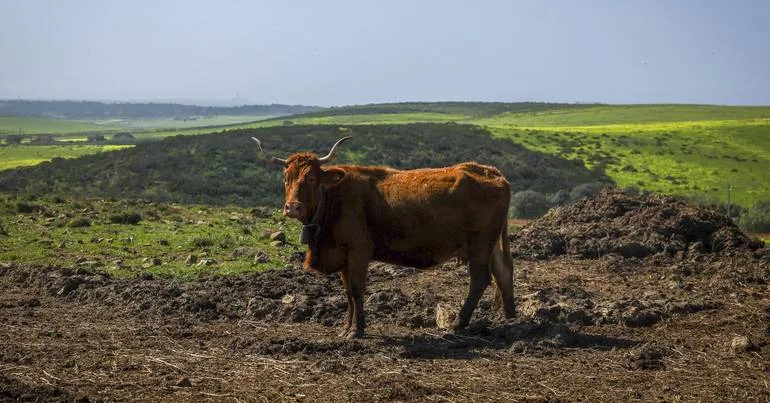 Brasil e Angola celebram acordo para acelerar agronegócio