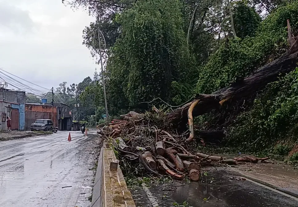 Caída de un enorme árbol provocó cierre en un tramo de la carretera Panamericana (VIDEO)