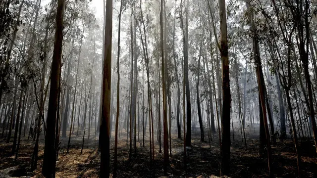 Homem condenado por incêndio florestal detido novamente em Vale de Cambra
