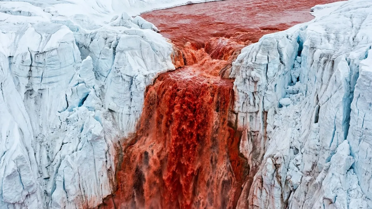 Segundo um novo estudo científico, as Cataratas de Sangue da Antártida abrigam descendentes de antigas criaturas marinhas