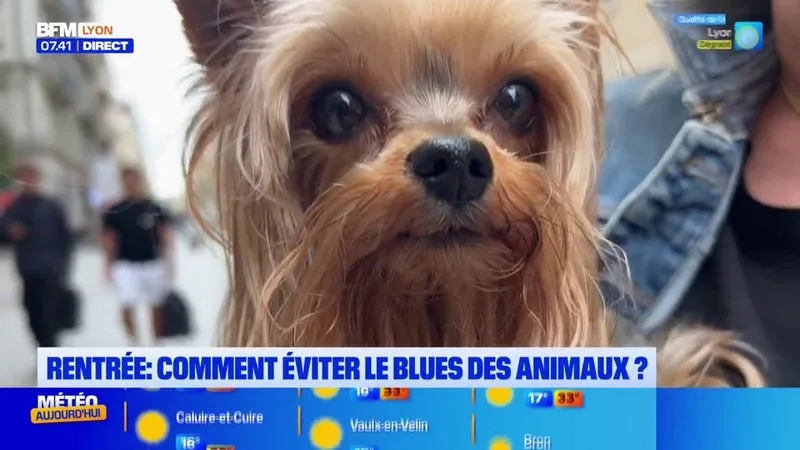 Stress, perte d'appétit, bêtises, pleurs : comment éviter le blues des animaux à la rentrée ?