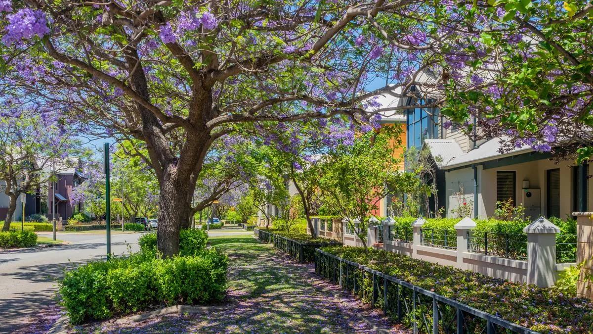 Cambridge council asked to consider a rebate to Perth homeowners to save local trees