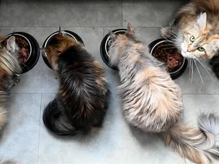 29 orteils : un chaton établit un record du monde en naissant avec une malformation génétique