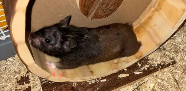 Hamster completa 70 km por semana e é fenômeno entre corredores no Strava