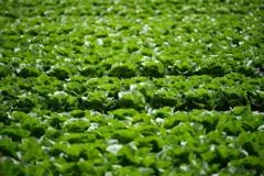 Millions of lettuces ruined by UK aphid outbreak