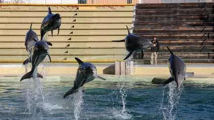 Le zoo de Beauval renonce à accueillir les dauphins du Marineland d'Antibes en raison d'"incertitudes juridiques et financières"