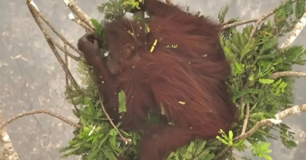 Novita, la orangutana que se salvó las llamas en Indonesia aferrada a las ramas de un árbol