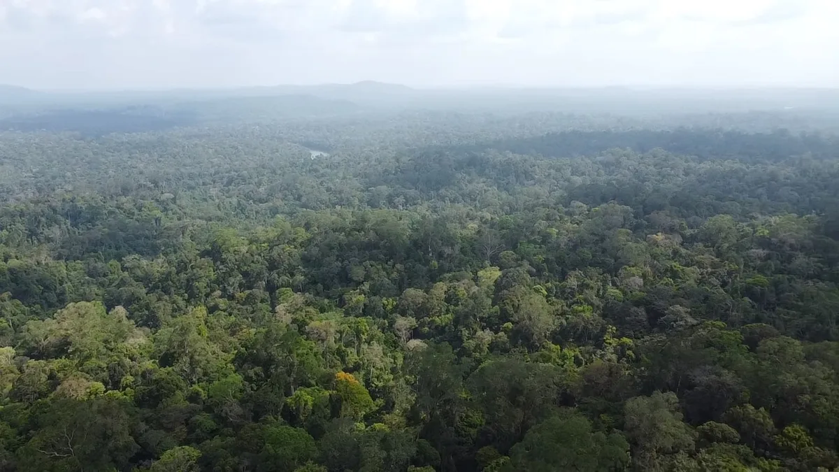 Buscas por grupo 'desaparecido' em floresta são encerradas no AP após relatos contraditórios