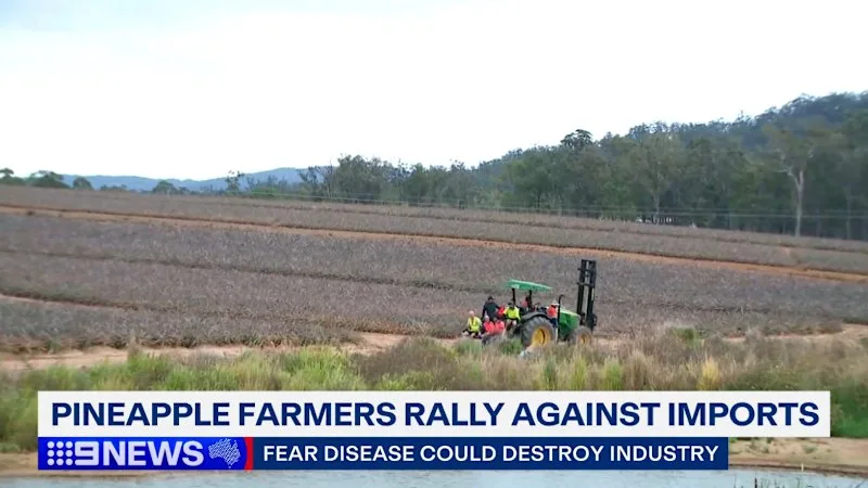 Pineapple growers warn $80m industry could be wiped out